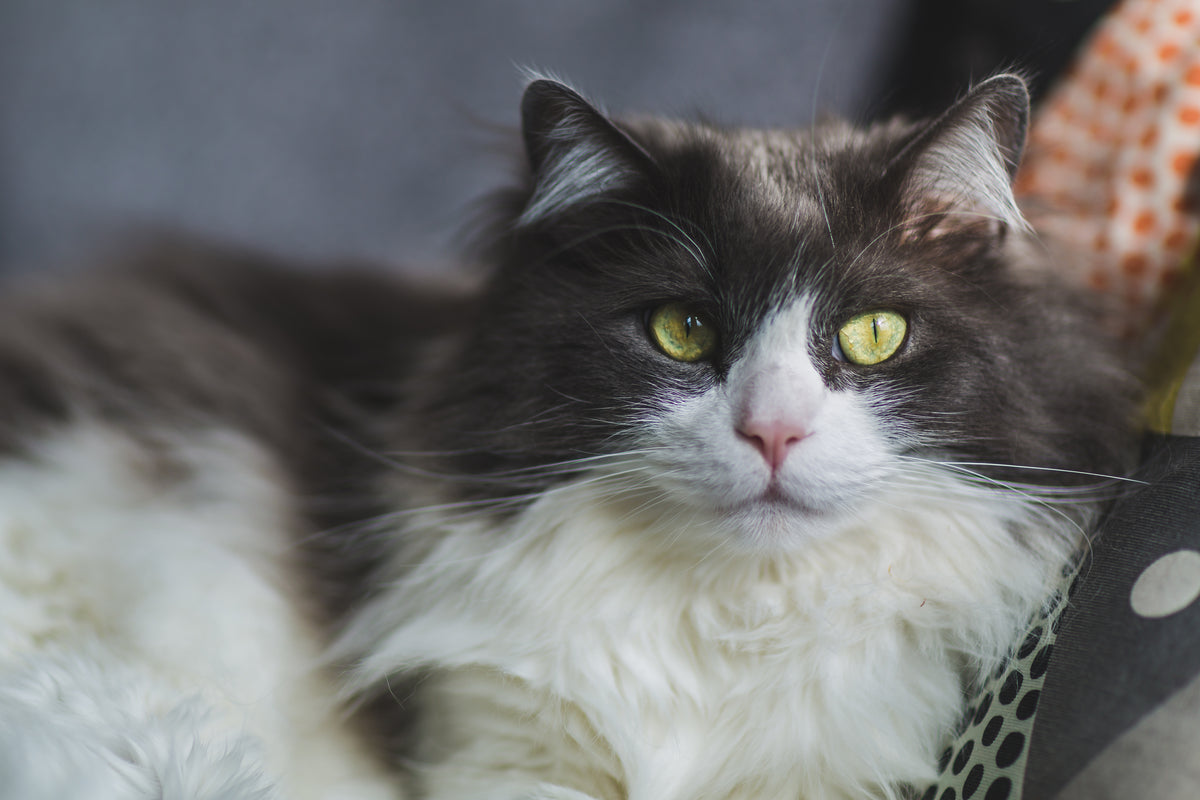 A better daily routine for every pet family.
