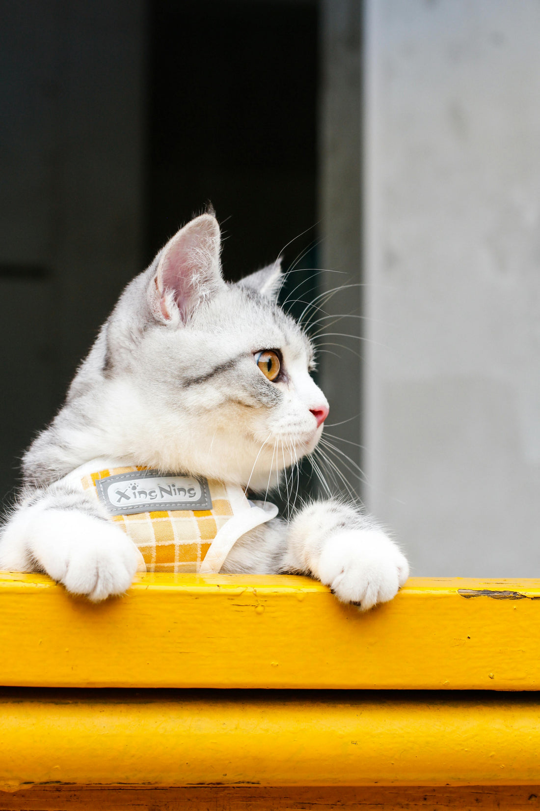 Flower Cat Tree House — A Cozy Resting Spot for Your Cat｜Papi&Co
