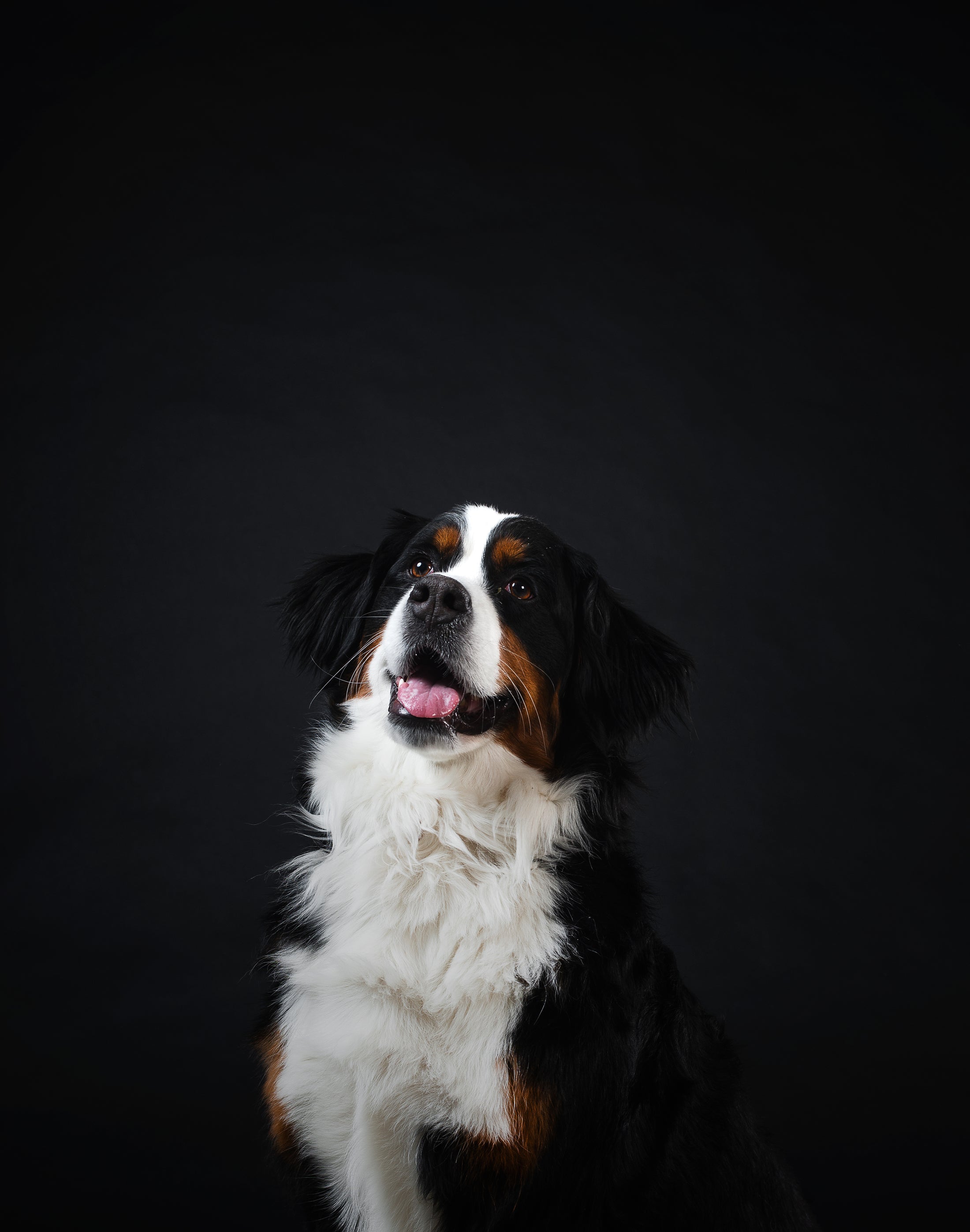 Designed for Pets. Curated for Modern Homes.